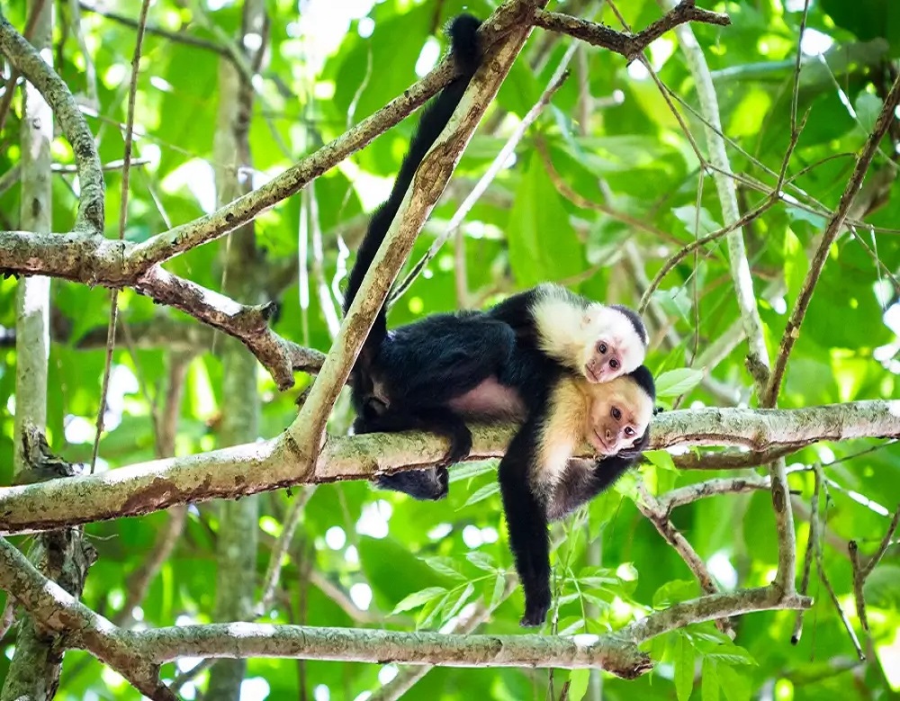Costa Rica Tortuguero Nationaal Park