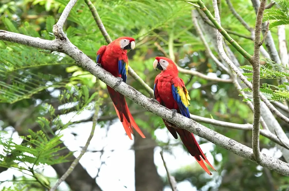 Corcovado Nationaal Park Costa Rica